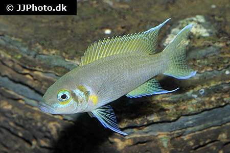 Prinsessen af Burundi (Neolamprologus pulcher)